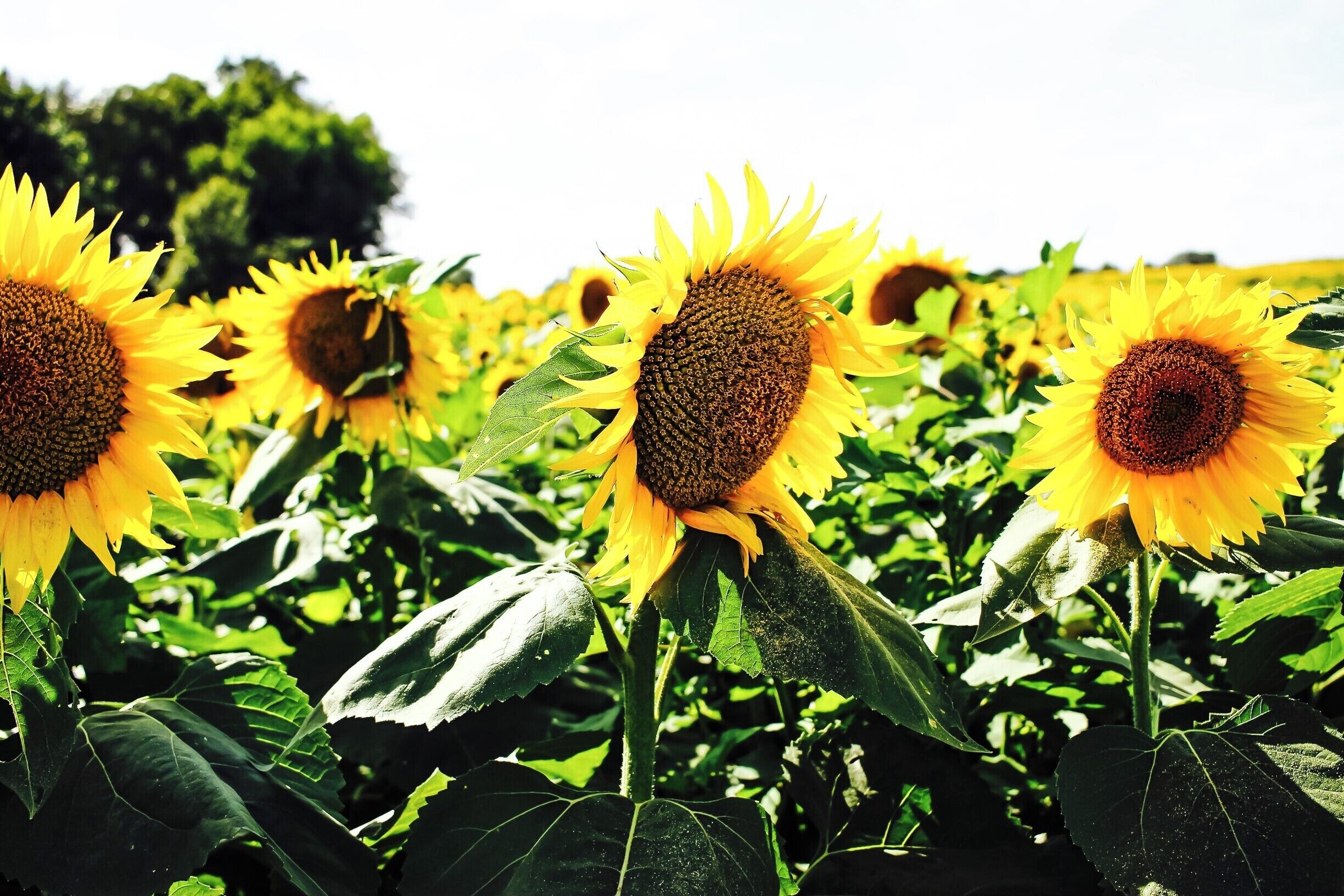 Sunflowers will always remind me of home (Kansas). These sunflower fields were a bit past their prime, but it didn't stop me from capturing this beauty. You can take the girl out of Kansas, but you can't take Kansas out of the girl. <3