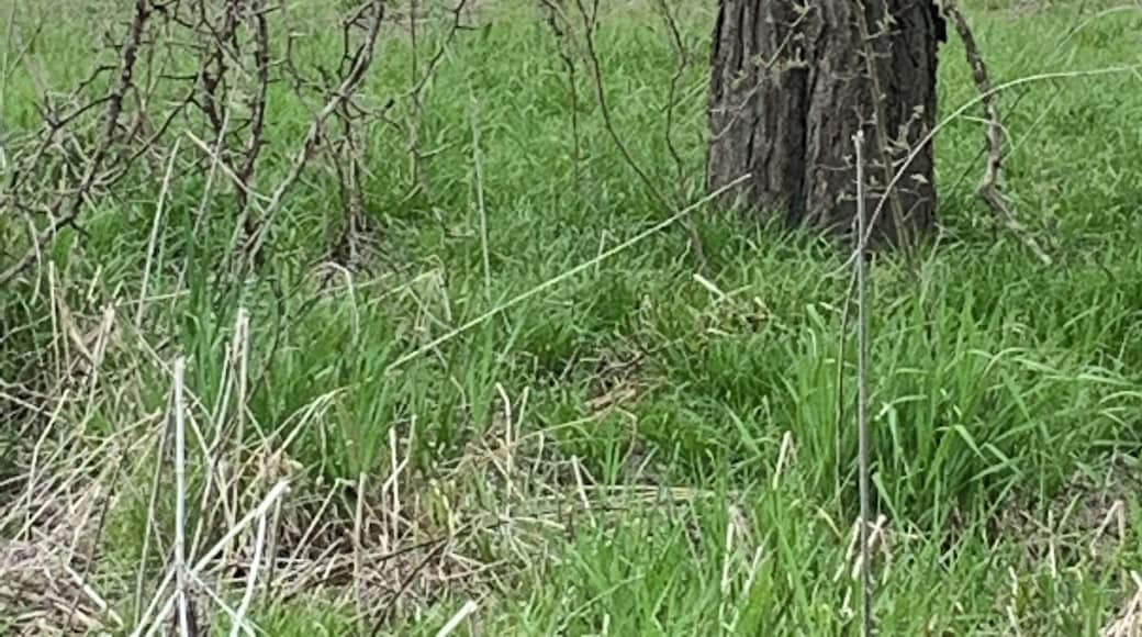 Can you see the deer?