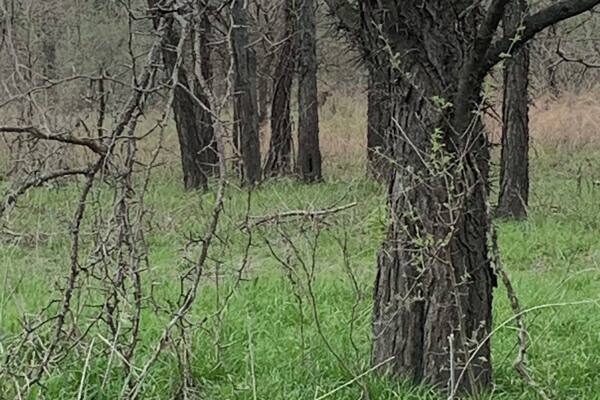 Can you see the deer?