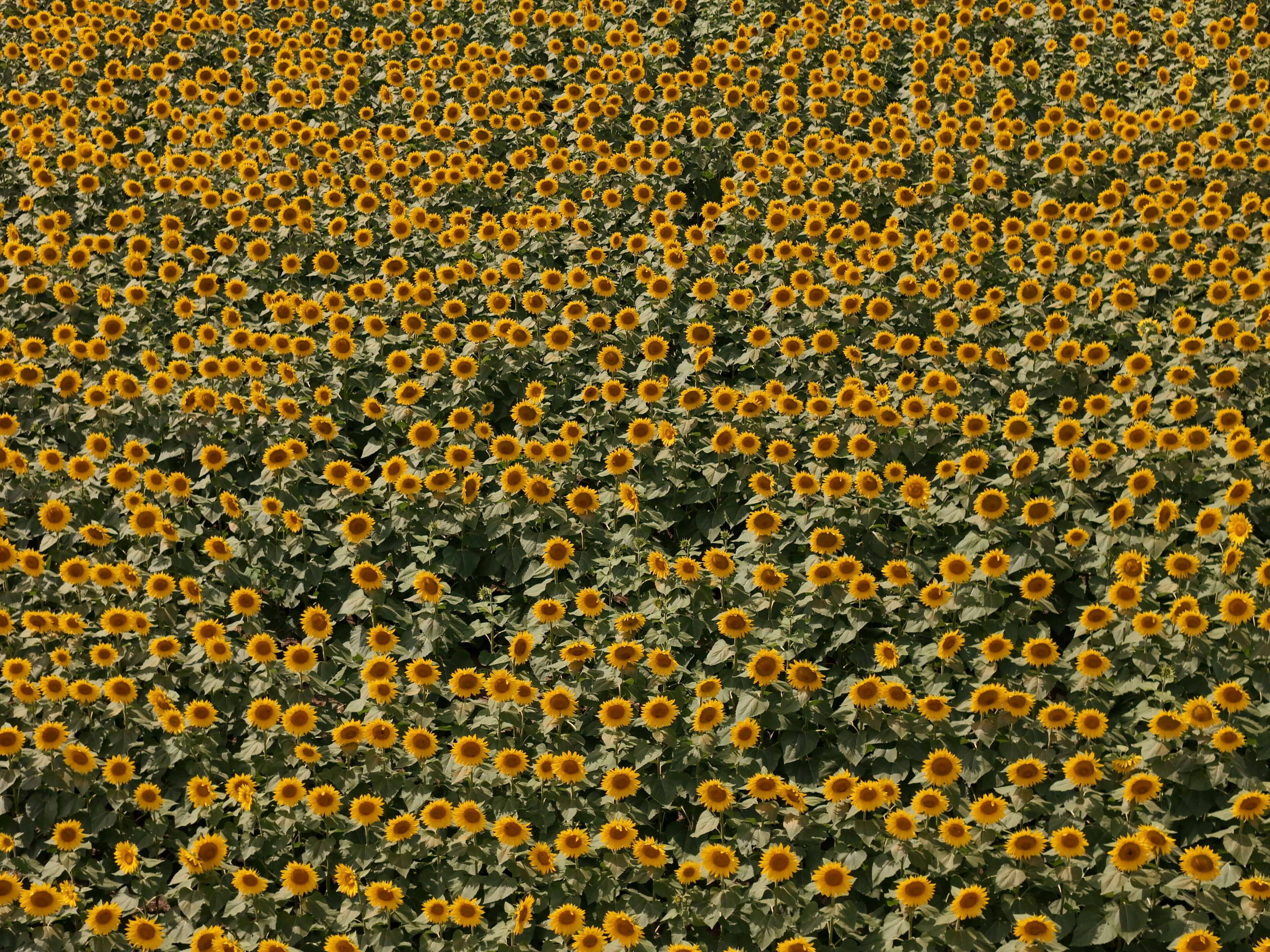 Sunflowers - The State Flower of Kansas
