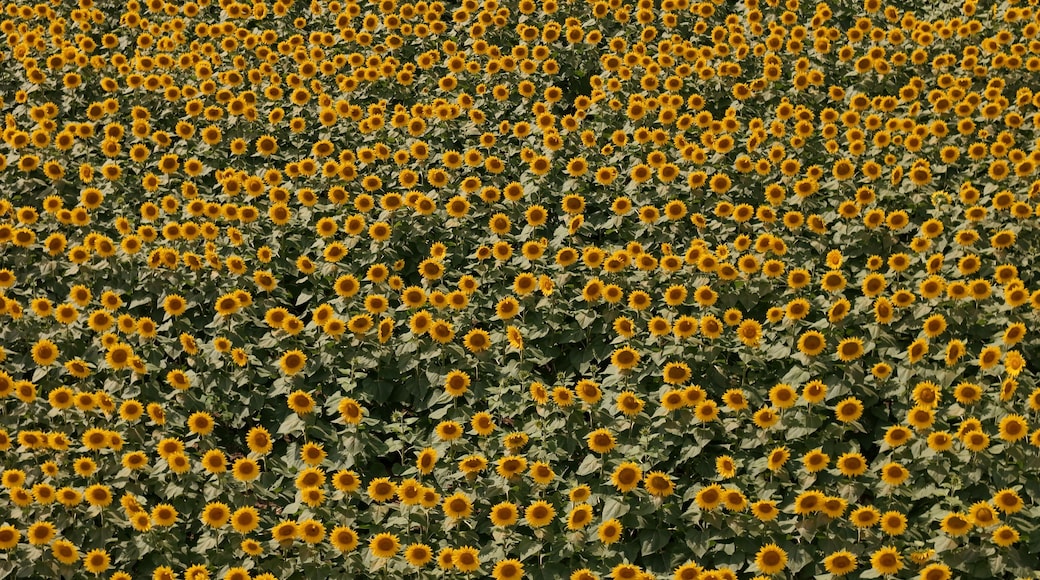 Sunflowers - The State Flower of Kansas