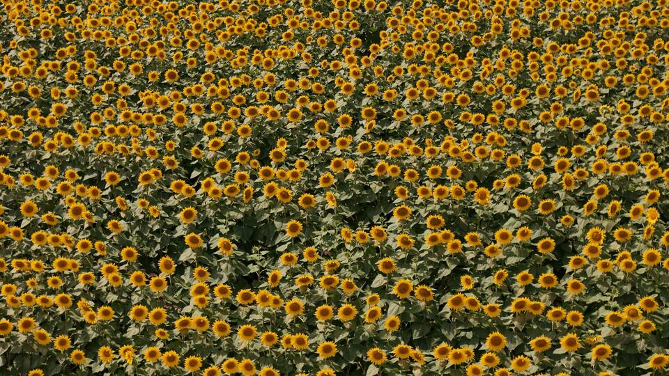 A field of sunflowers.
