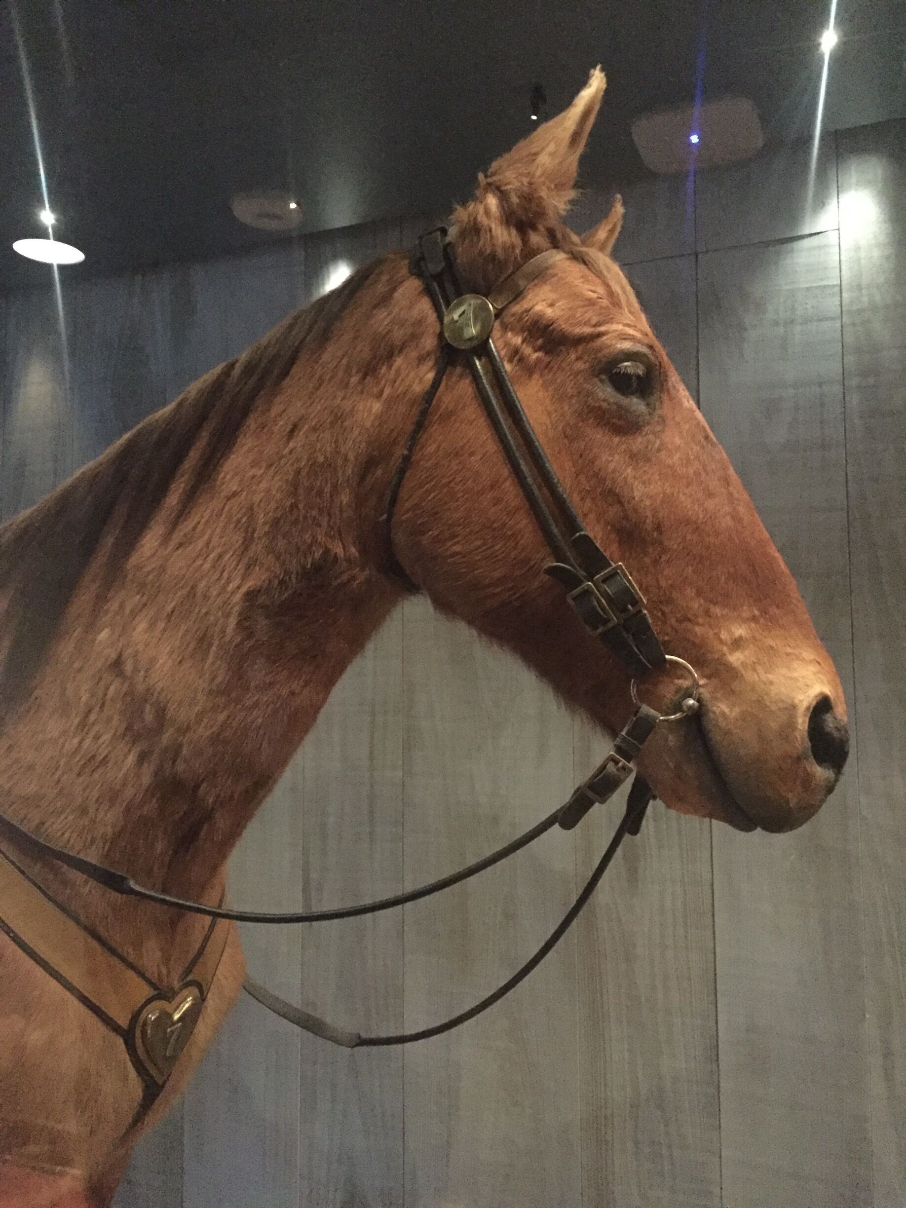 Comanche was the only living member of the 7th Calvary left alive to be discovered by US troops arriving to the battleground after the battle at Little Bighorn. He was nursed back to health but was retired from service and lived the rest of his life at nearby Ft. Riley where the 7th had been stationed. Like many of the specimens here he was originally displayed at the 1893 world's fair. I remember visiting Comanche as a child and he looked like he had seen better days, but in 2005 they did a restoration and new display and now he's looking noble as ever. This display is even more meaningful to me after visiting the battleground at Little Bighorn and witnessing a ranger recounting the battle in an unbelievably poignant performance. The display is sort of out of the way in a room past the stairwell on the same floor as the panorama, head towards the elevator instead of turning up the stairs and you will find it. 