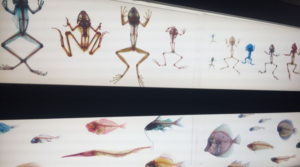 More of the cleared and stained exhibit. It's tucked away on the far south side of the top floor past all the case displays. Probably my new favorite thing in the museum.