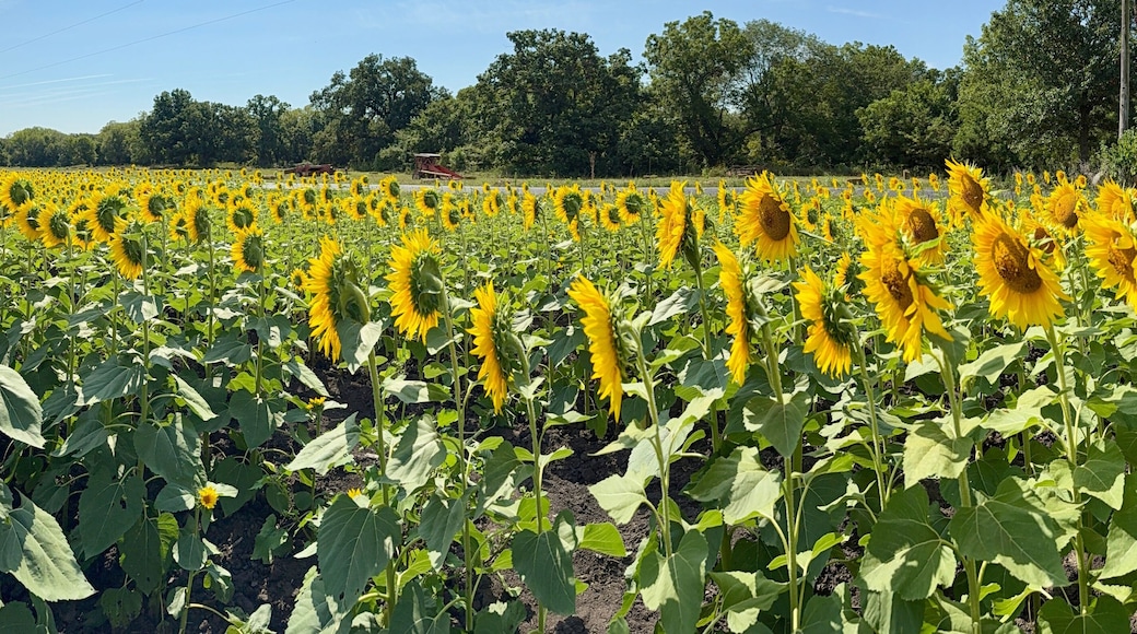Beautiful Sunflowers on a Hot Sunny Afternoon