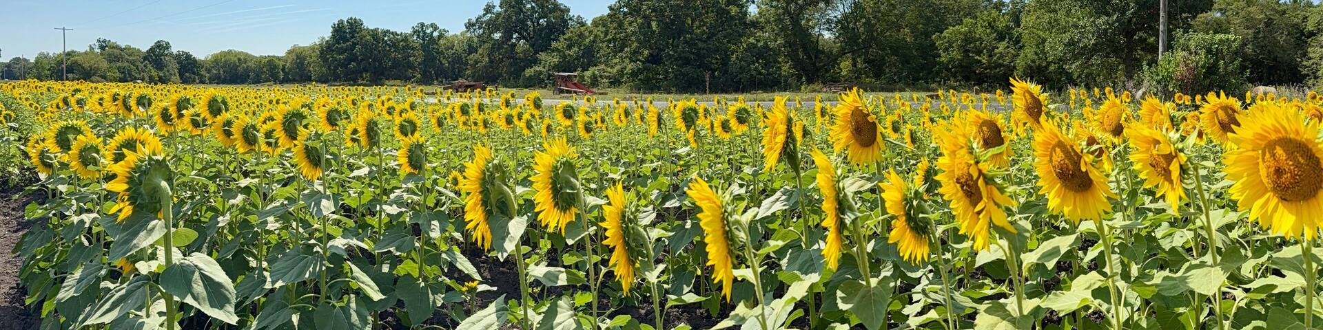 Beautiful Sunflowers on a Hot Sunny Afternoon