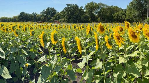 Beautiful Sunflowers on a Hot Sunny Afternoon