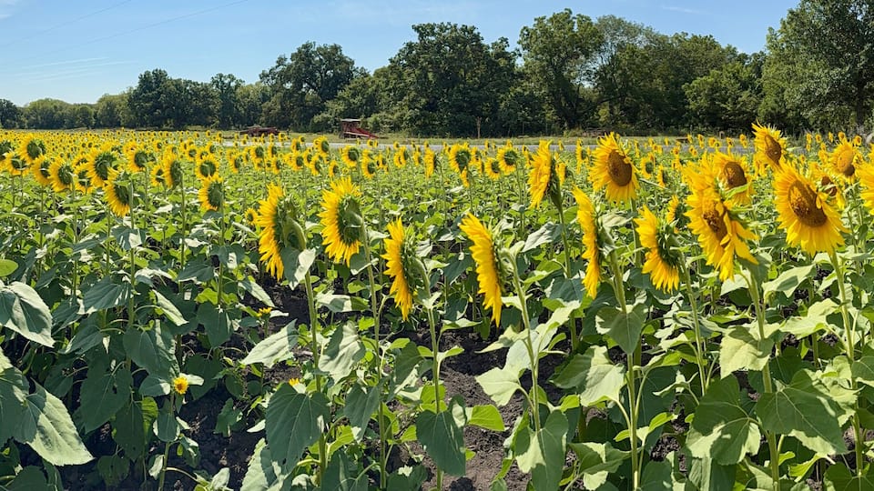 Beautiful Sunflowers on a Hot Sunny Afternoon