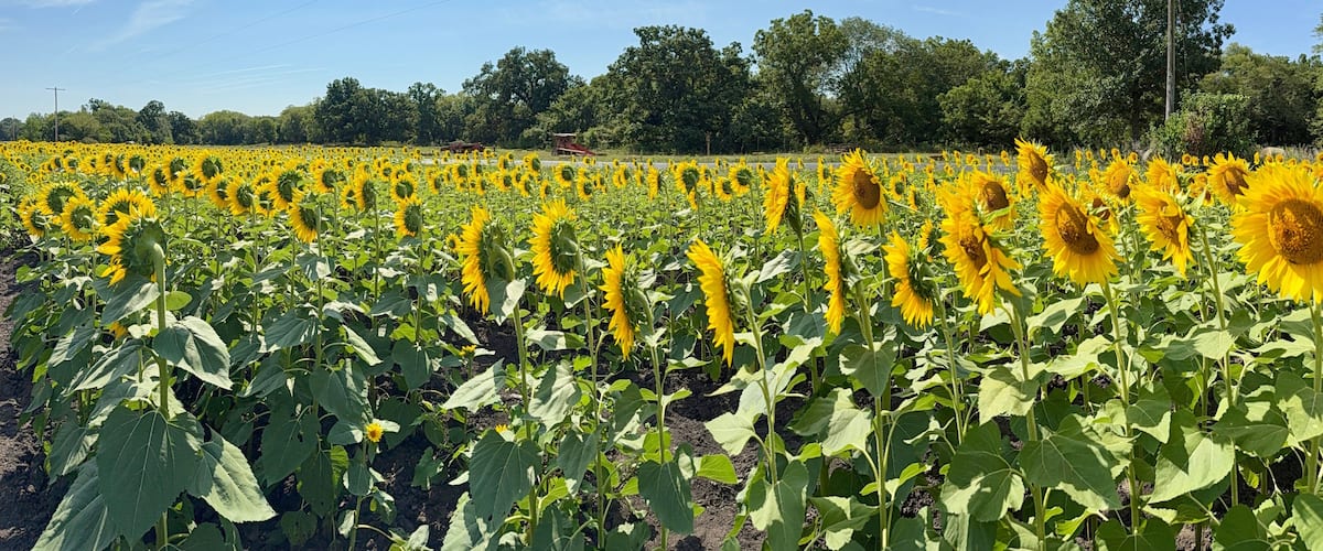 A sunflower field with a road and trees in the background.