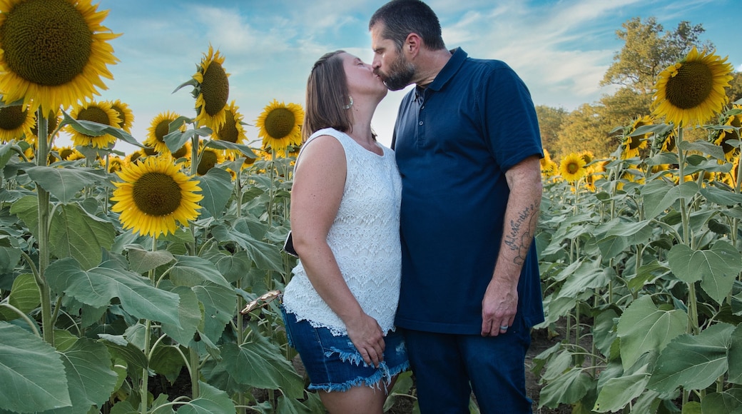 Man and Woman Kissing in Kansas Sunflower Field
