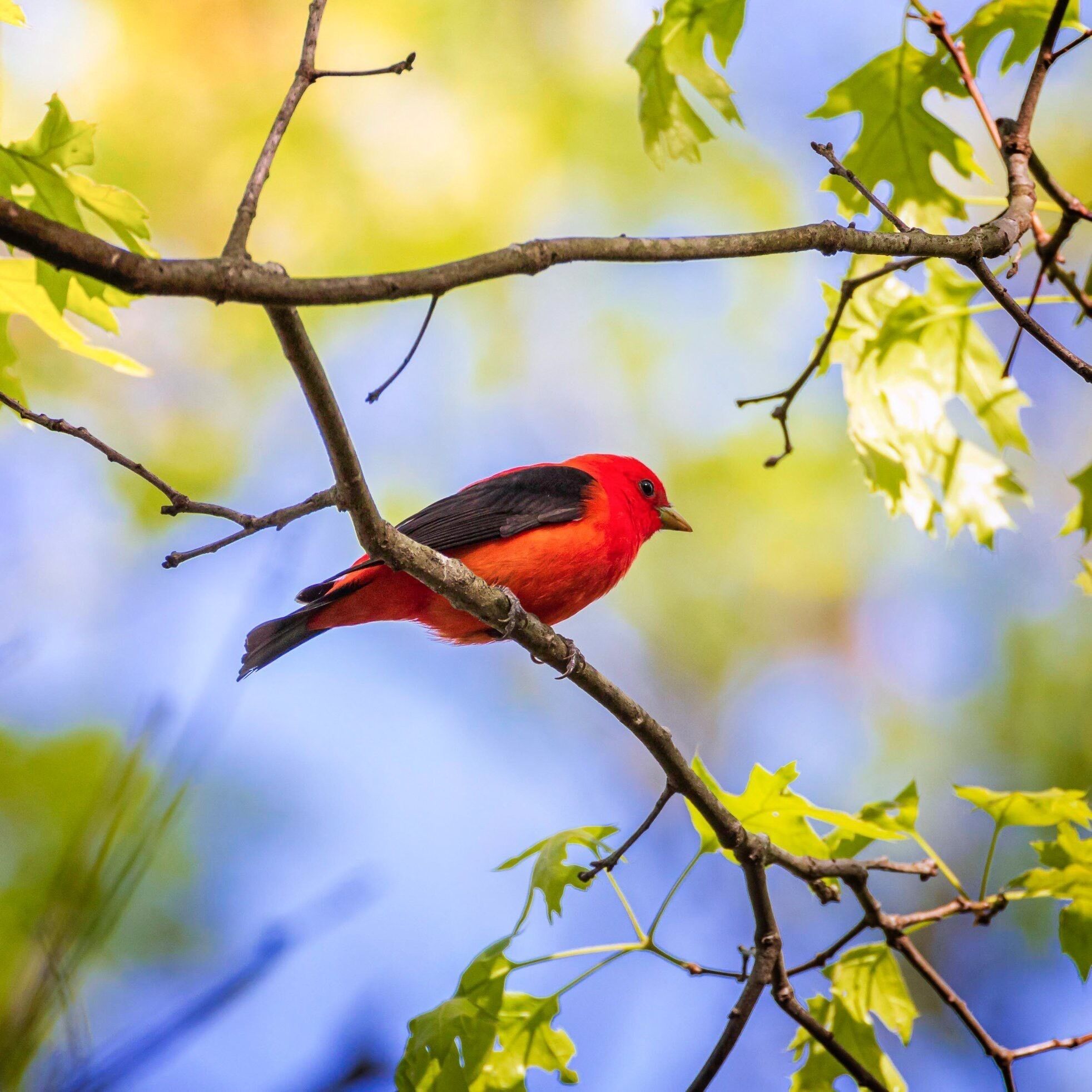The scarlet tanager is a medium-sized American songbird. Until recently placed in the tanager family, it and other members of its genus are now classified as belonging to the cardinal family.
Scarlet Tanagers breed in deciduous and mixed deciduous-evergreen forests in eastern North America. They are somewhat sensitive to habitat fragmentation, so look for them in large, undisturbed tracts of forest. During migration, they move through a broader variety of forest and shrubby habitats, as well as backyards.
I found this one at Rock Den Park in Lawrence, MA, during last spring. Despite of the striking plumage they’re not easy to spot because they like to spend most of the time up in the big trees. So if you are looking for them look up!
#nature #newengland