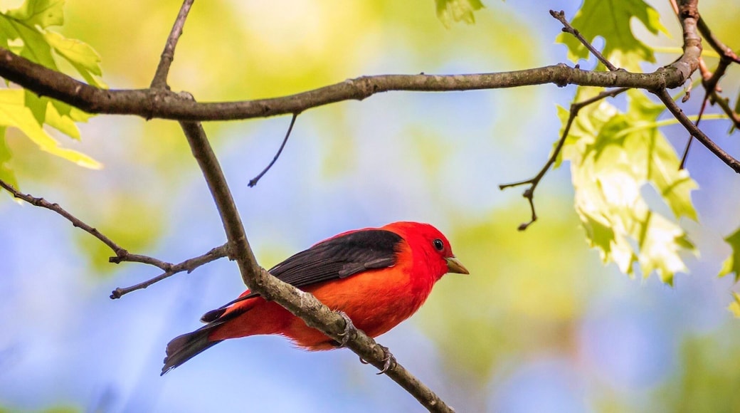 The scarlet tanager is a medium-sized American songbird. Until recently placed in the tanager family, it and other members of its genus are now classified as belonging to the cardinal family.
Scarlet Tanagers breed in deciduous and mixed deciduous-evergreen forests in eastern North America. They are somewhat sensitive to habitat fragmentation, so look for them in large, undisturbed tracts of forest. During migration, they move through a broader variety of forest and shrubby habitats, as well as backyards.
I found this one at Rock Den Park in Lawrence, MA, during last spring. Despite of the striking plumage they’re not easy to spot because they like to spend most of the time up in the big trees. So if you are looking for them look up!
#nature #newengland