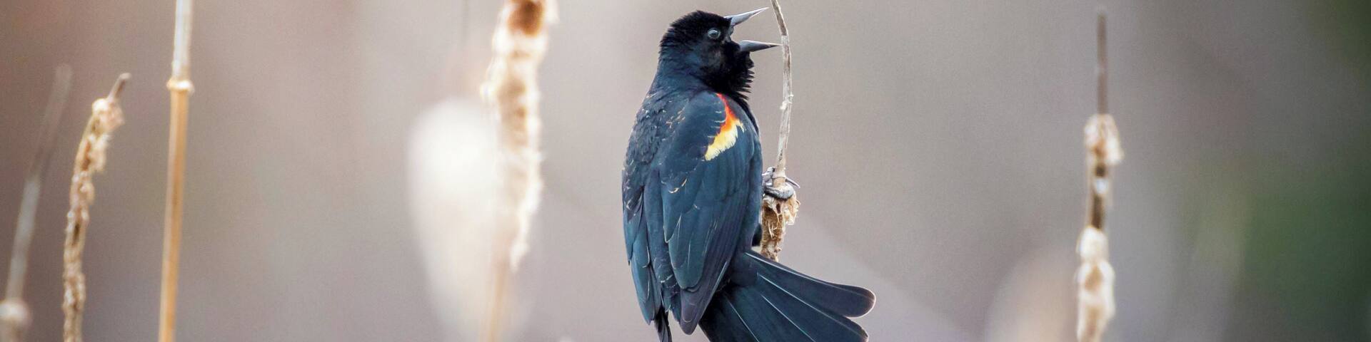 Spring is finally here and the birds are back. Take for example this Red-winged blackbird that was looking for company during the lasts hours of the day.
#birds #spring #nature #MyBackyard