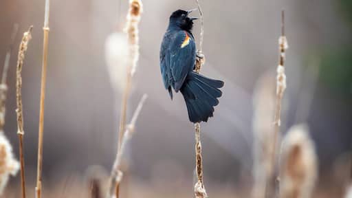 Spring is finally here and the birds are back. Take for example this Red-winged blackbird that was looking for company during the lasts hours of the day.
#birds #spring #nature #MyBackyard