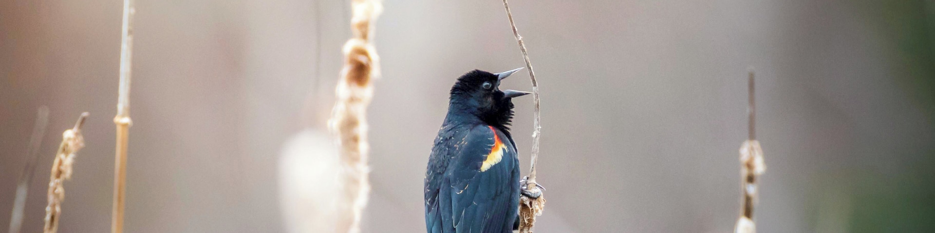 Spring is finally here and the birds are back. Take for example this Red-winged blackbird that was looking for company during the lasts hours of the day.
#birds #spring #nature #MyBackyard