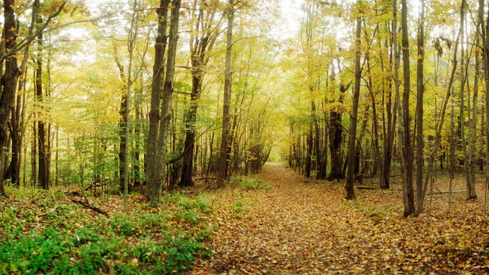 A forest path with yellow leaves and green foliage.