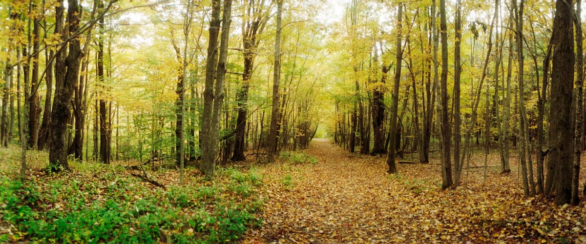 A forest path with yellow leaves and green foliage.