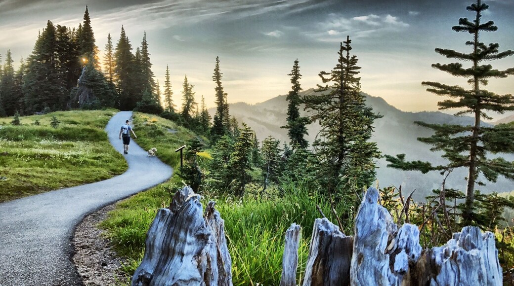 Olympic National Park in August late afternoon, this is such a beautiful easy hike...
#NationalParks
#TakeAHike
#GreatOutdoors