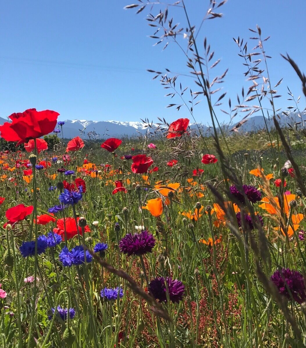 Stumbled upon these beautiful flowers at a lavender field while driving through the Olympic peninsula! The Olympic mountains were a perfect backdrop to the colorful flowers. #takeahike