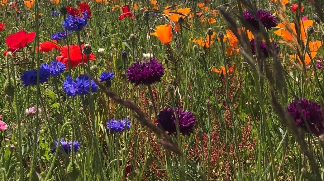 Stumbled upon these beautiful flowers at a lavender field while driving through the Olympic peninsula! The Olympic mountains were a perfect backdrop to the colorful flowers. #takeahike
