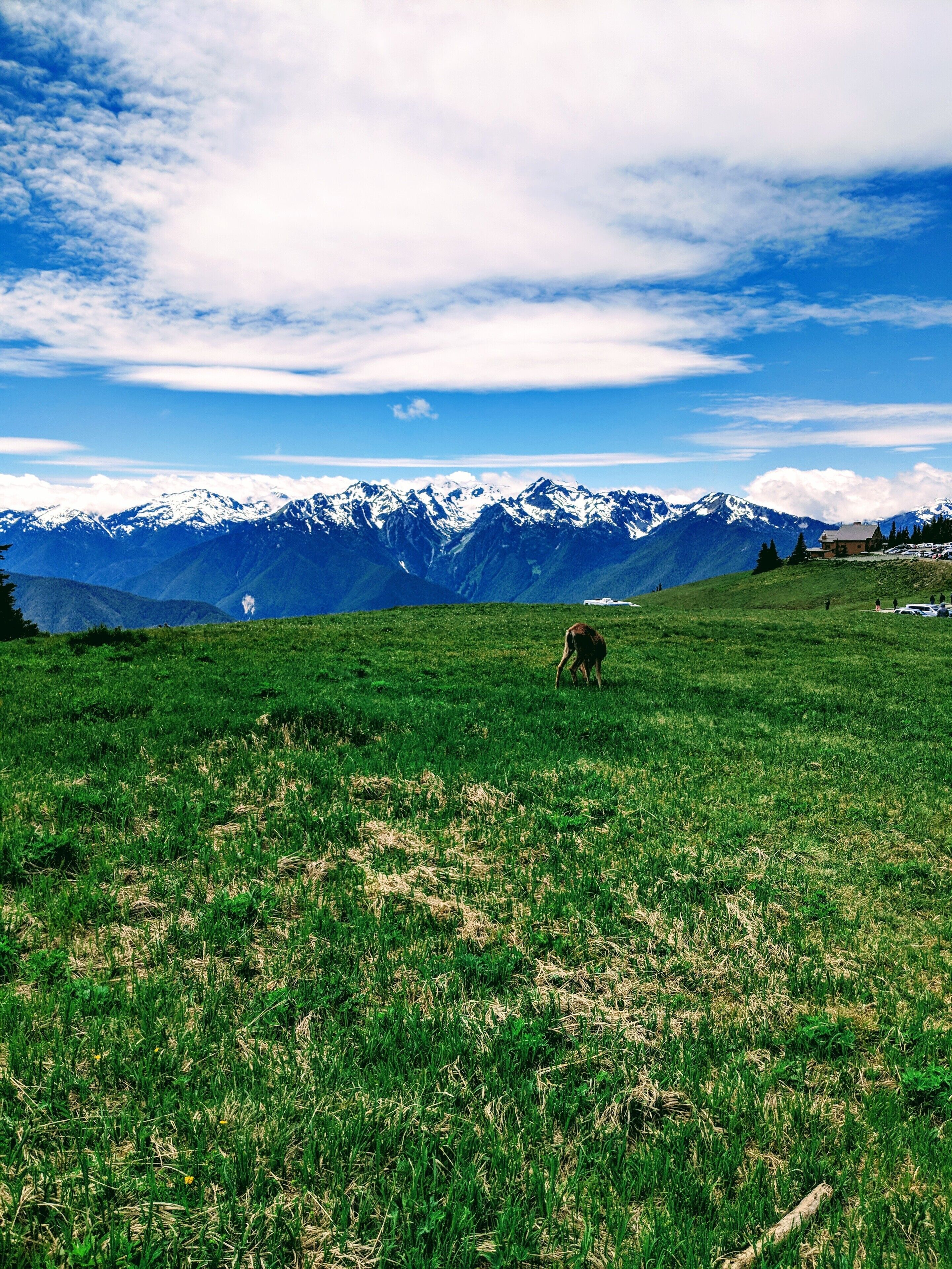 Olympic national park is stunning. The view of the hurricane ridge mountain range is worth a visit and a hike. One of the many things to do in Washington.
#Olympic #HurricaneRidge #PortAngeles