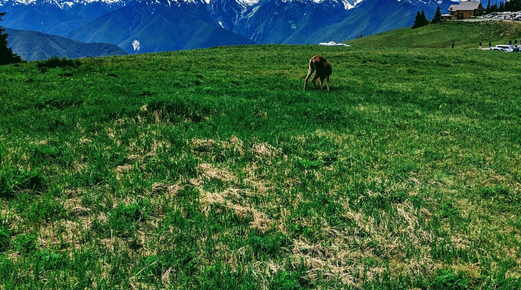 Olympic national park is stunning. The view of the hurricane ridge mountain range is worth a visit and a hike. One of the many things to do in Washington.
#Olympic #HurricaneRidge #PortAngeles