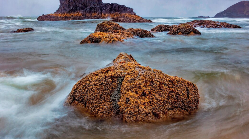 Looking out at Submarine Rock at low tide during an early morning rain. The water was so cold, but finding all the sealife was worth it.