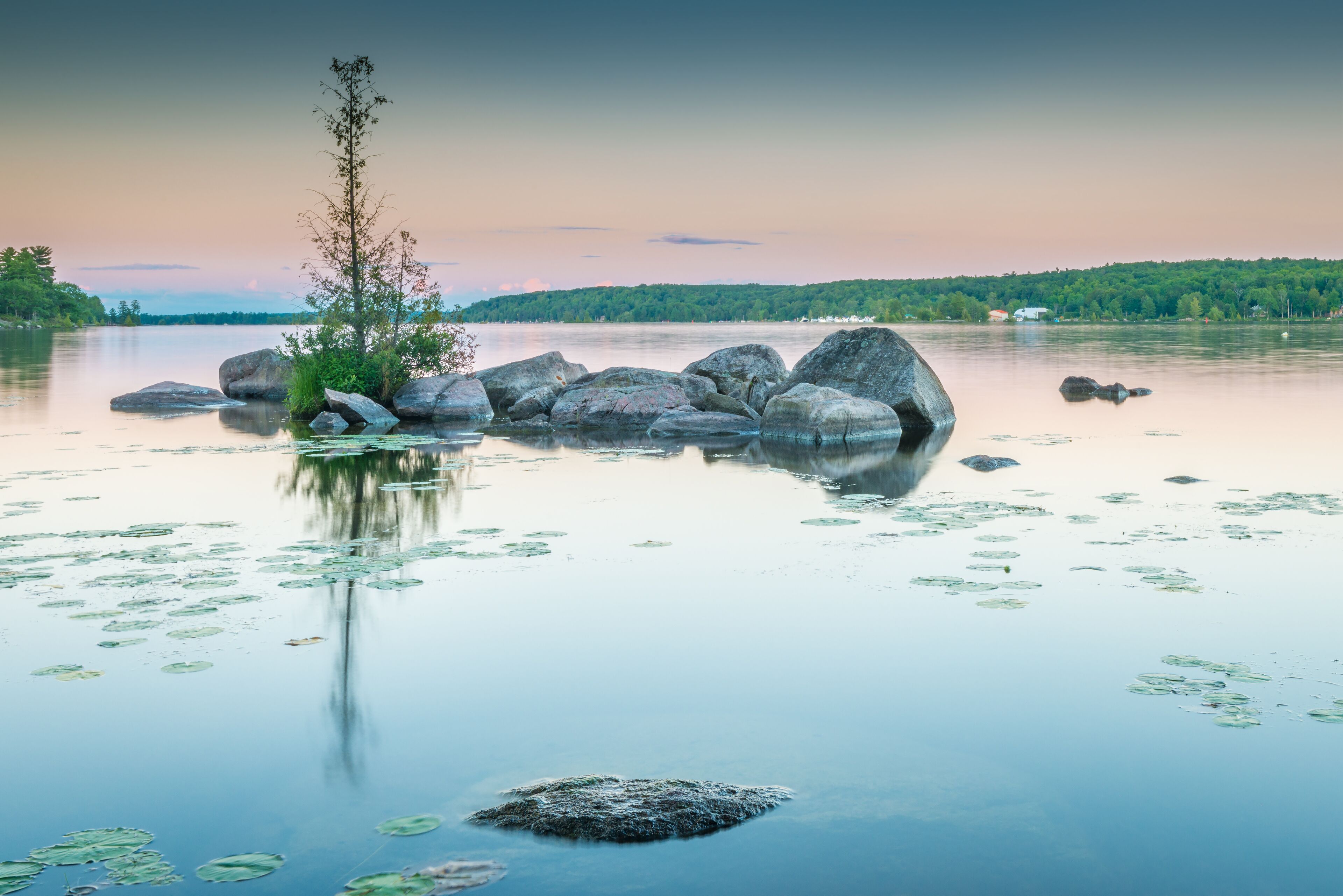 A calm lake with large rocks, lily pads, and a small tree.