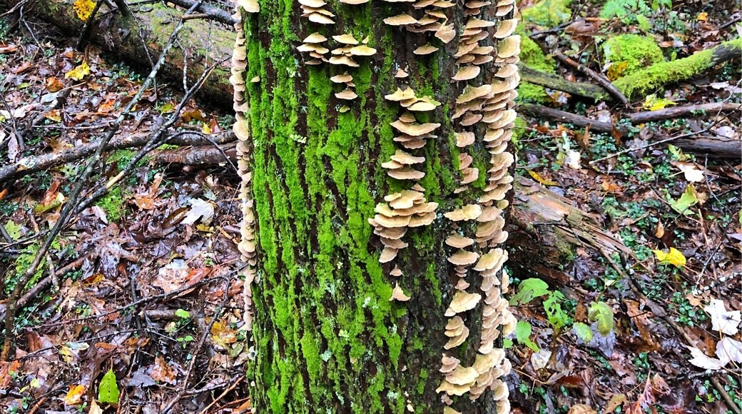 Nice trails other than muddy spots, but then it was raining. Also, looking for a super large tree that we didn’t see.