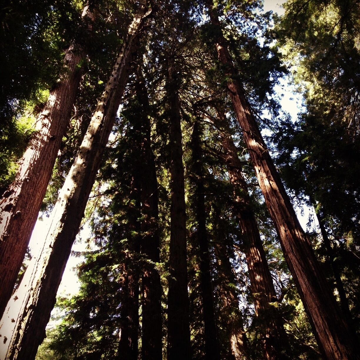 Tall trees with sunlight filtering through the canopy.