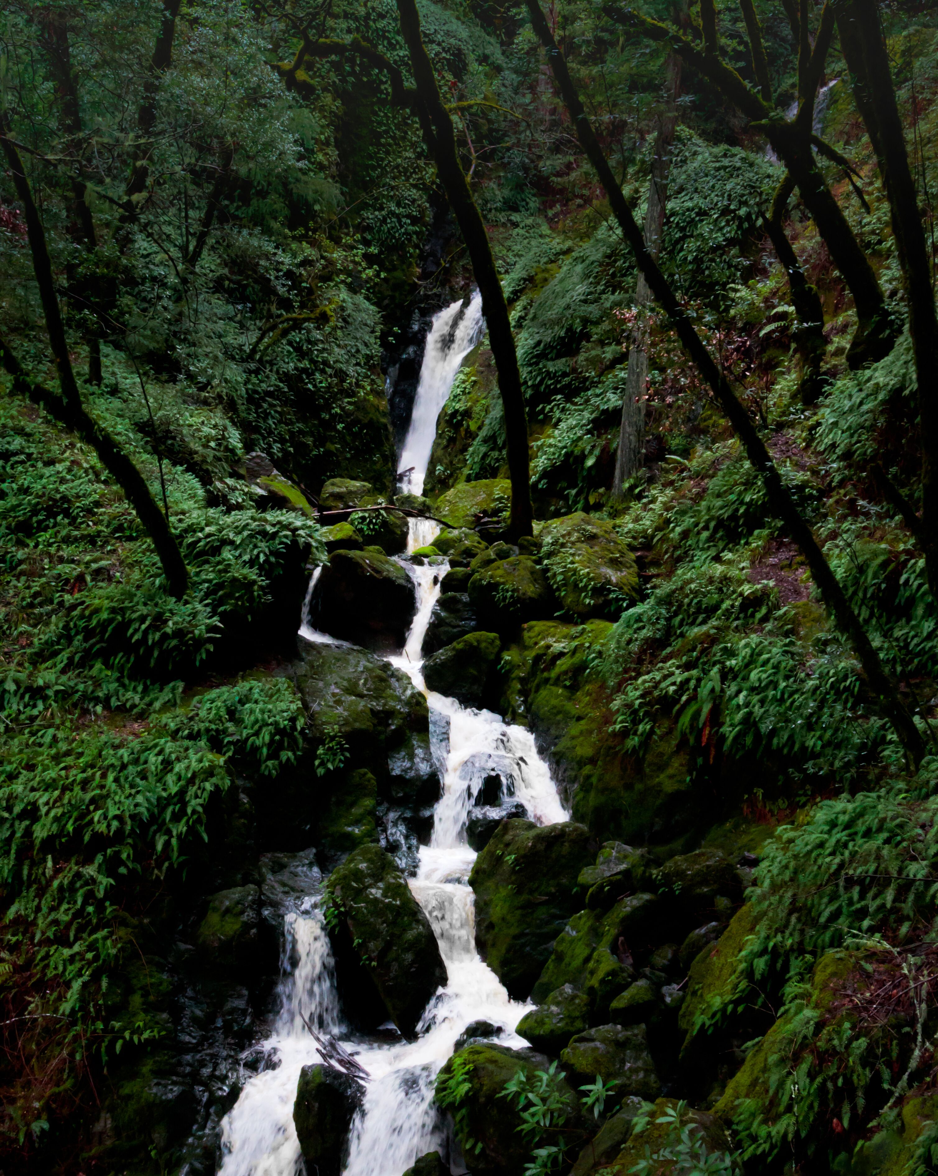 This is the Cataract Falls hike in Marin County, CA.  the closest city would be Bolinas.  This is a 2 mile hike of extraordinary beauty,  where one is surrounded at all times by redwoods, ferns, waterfalls, and little wooden bridges.  It is a very peaceful and beautiful place. 