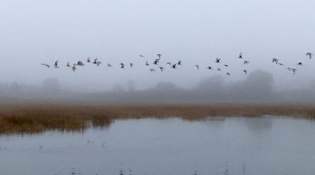 Heavy fog makes for great #Reflections !
This is a great spot for bird and people watching. It’s a little protected strip right next to highway 101, but it’s surprisingly serene.
#Fog
#SaltMarsh
#BirdWatching #California