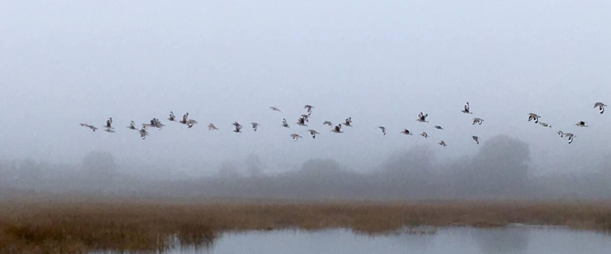 Heavy fog makes for great #Reflections !
This is a great spot for bird and people watching. It’s a little protected strip right next to highway 101, but it’s surprisingly serene.
#Fog
#SaltMarsh
#BirdWatching #California