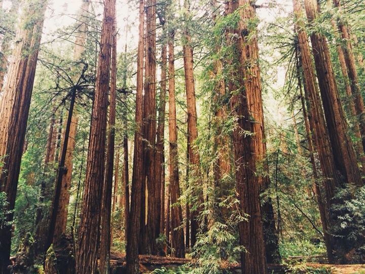 A dense forest with tall redwood trees and undergrowth.