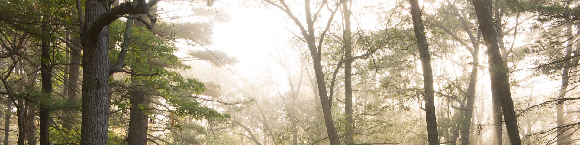 Path in the Blue Hills near Houghton's Pond on a foggy morning.