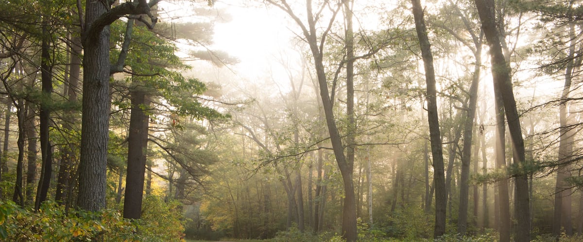 A forest path with tall trees and sunlight filtering through.