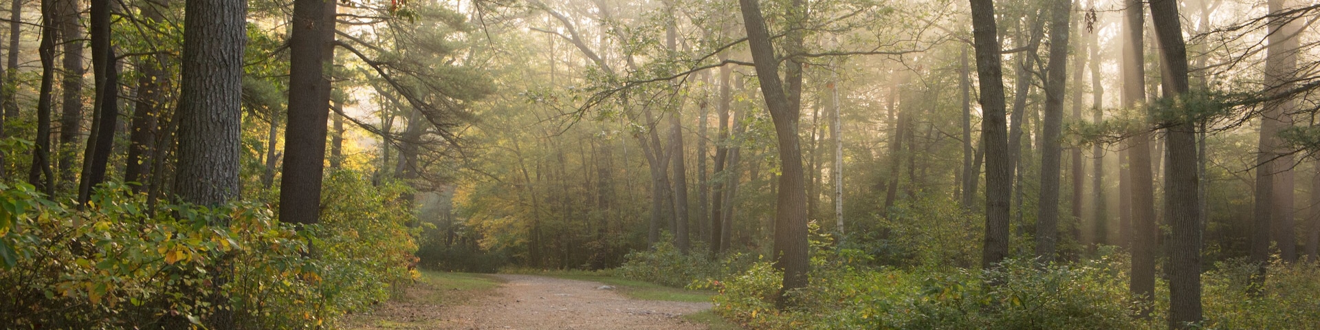 A forest path with tall trees and sunlight filtering through.