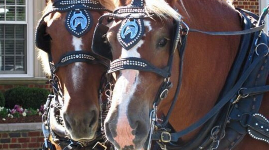 I always get a fall cold which is the biggest pain because it takes me away from enjoying my favorite season! However, this was the first day I was feeling (sort of) better and what a lucky day at that. A Virginia autumn is typically warm, sunny days with a splash of summer temperatures. This day I could wear a sweater without getting overheated and enjoy the autumn festival and beer tasting--plus a horse drawn hay ride!