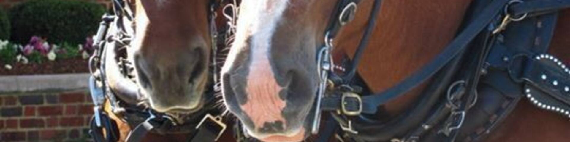 I always get a fall cold which is the biggest pain because it takes me away from enjoying my favorite season! However, this was the first day I was feeling (sort of) better and what a lucky day at that. A Virginia autumn is typically warm, sunny days with a splash of summer temperatures. This day I could wear a sweater without getting overheated and enjoy the autumn festival and beer tasting--plus a horse drawn hay ride!