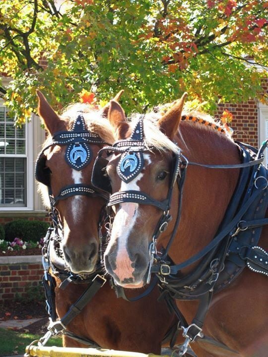 Two horses with decorative headgear standing in front of a brick building with a window.