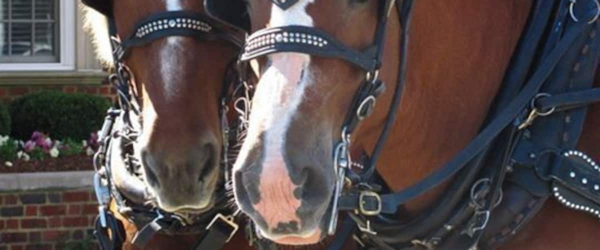 Two horses with decorative headgear standing in front of a brick building with a window.