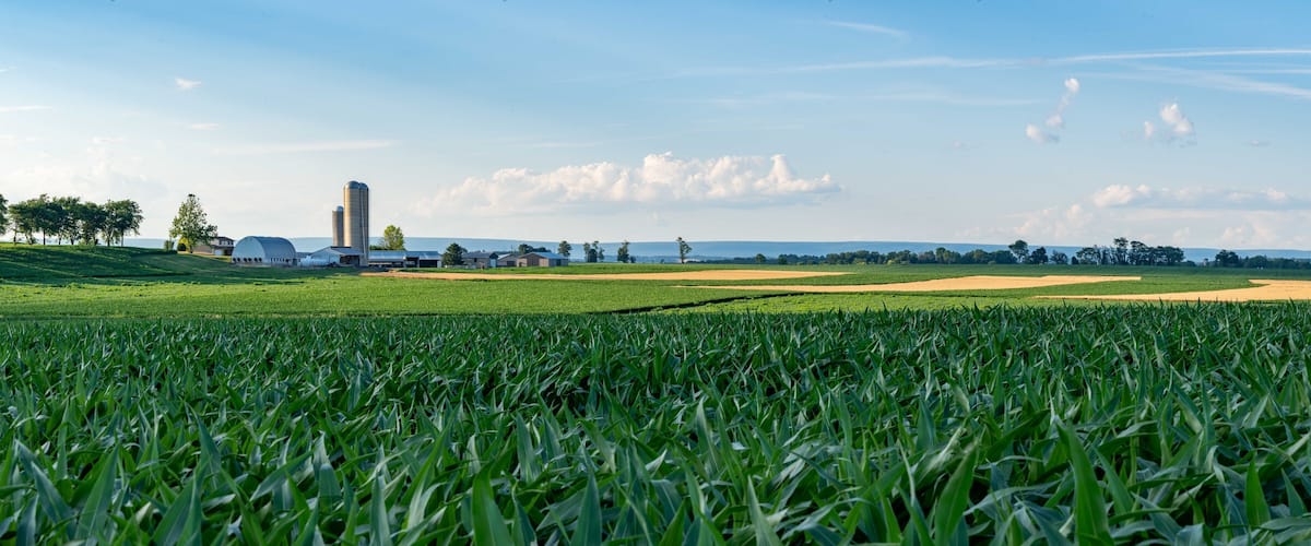 Corn Fields and Farms