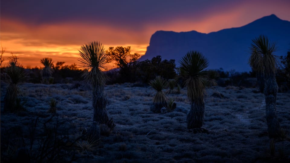 A desert landscape with yucca plants and a mountain in the background during sunset.