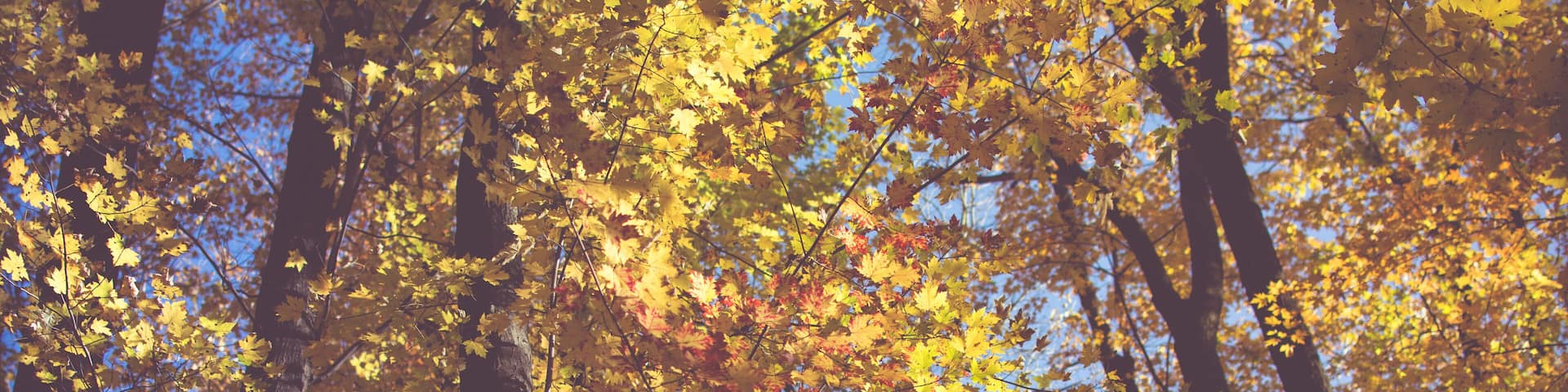 Beautiful Fall Colors, Leaves and trees up north. Golden Autumn.