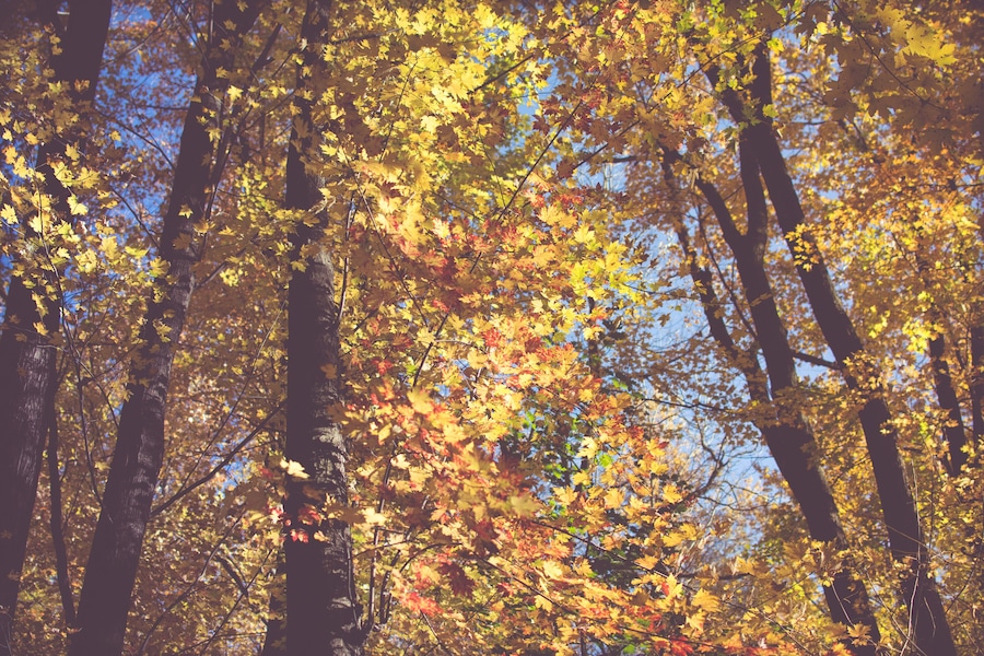 Beautiful Fall Colors, Leaves and trees up north. Golden Autumn.