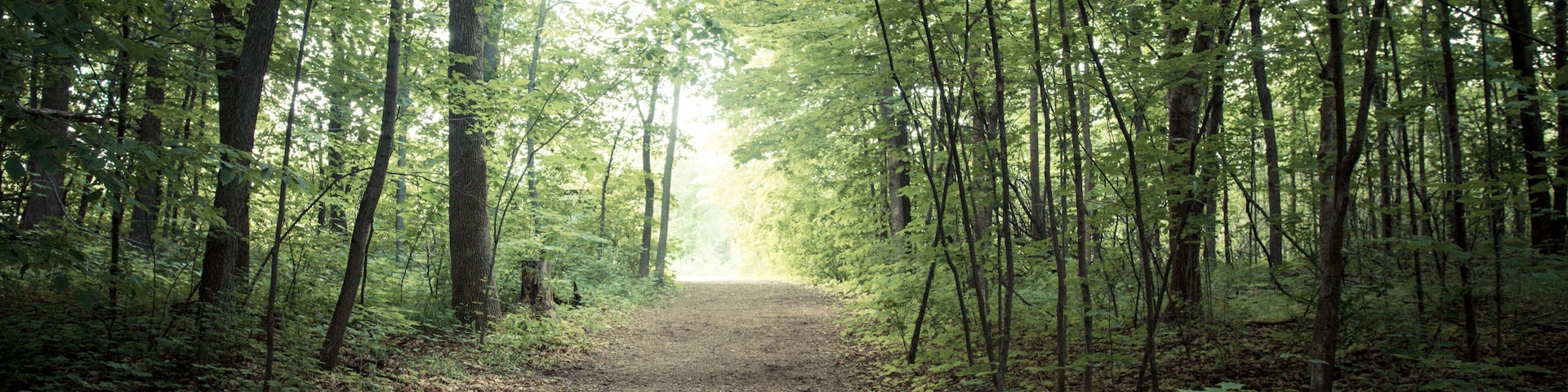 Dirt path going to a lush forest with thick foliage