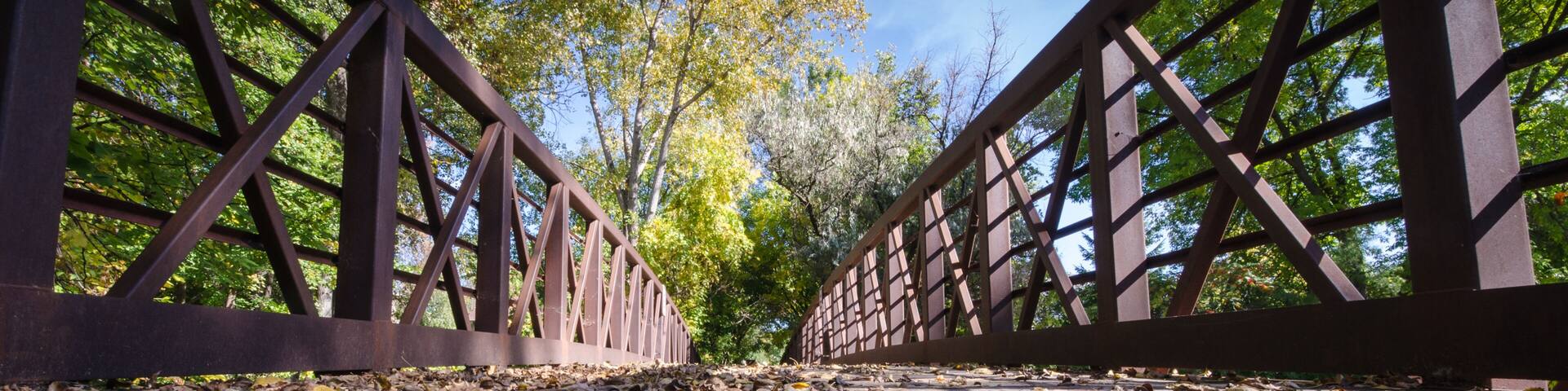 Fall leaves and trees, low angle on a pedestrian bridge. Maple Grove arboretum