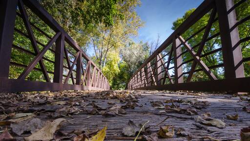 メープル グローブ