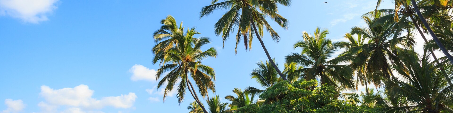 A tropical beach with palm trees, a rocky shoreline, and a clear blue sky.