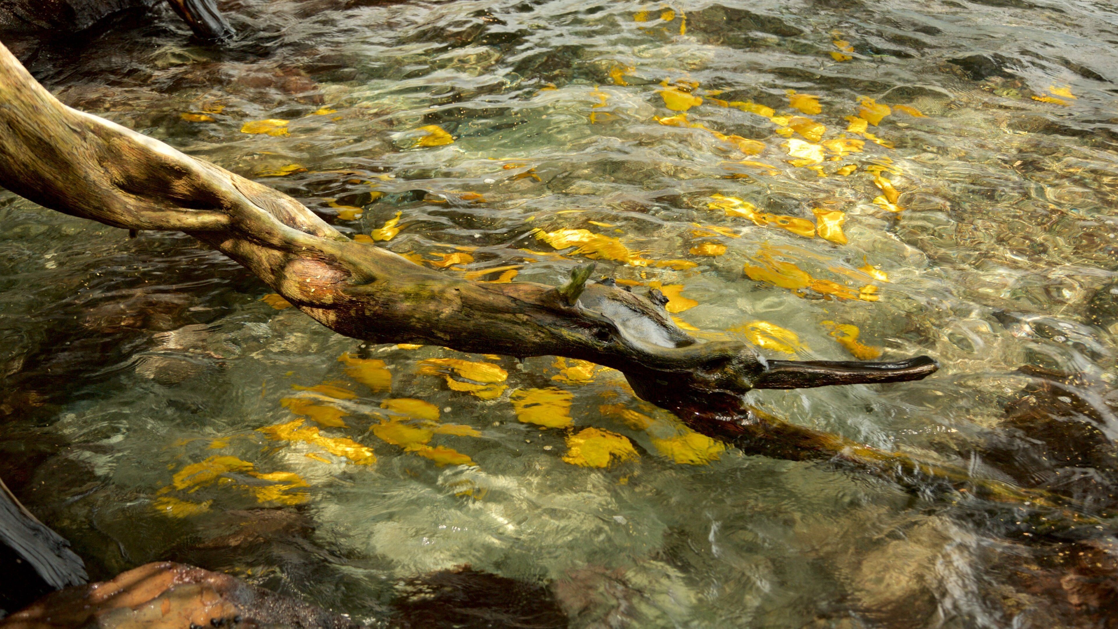 Captain Cook which includes a river or creek